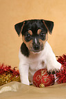 Jack Russell Terrier puppy at christmas time