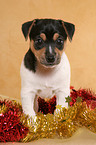 Jack Russell Terrier puppy at christmas time