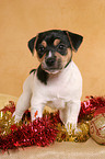 Jack Russell Terrier puppy at christmas time