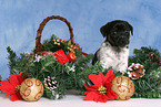 Jack Russell Terrier puppy at christmas time