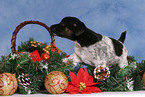 Jack Russell Terrier puppy at christmas time