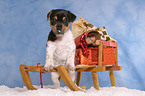 Jack Russell Terrier puppy at christmas time