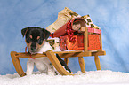 Jack Russell Terrier puppy at christmas time