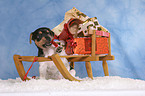 Jack Russell Terrier puppy at christmas time