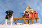 Jack Russell Terrier puppy at christmas time