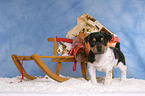 Jack Russell Terrier puppy at christmas time