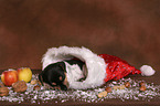 Jack Russell Terrier puppy at christmas time