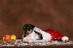 Jack Russell Terrier puppy at christmas time