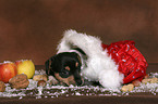 Jack Russell Terrier puppy at christmas time