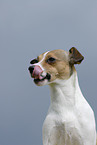 Jack Russell Terrier Portrait