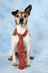 Jack Russell Terrier with tie