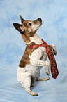 Jack Russell Terrier with tie