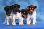 4 Jack Russell Terrier Puppies