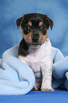 sitting Jack Russell Terrier Puppy