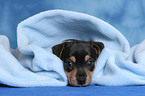 Jack Russell Terrier Puppy under basket