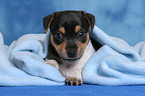 Jack Russell Terrier Puppy under basket