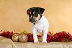 Jack Russell Terrier Puppy at christmas