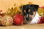 Jack Russell Terrier Puppy at christmas