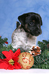 Jack Russell Terrier puppy in Christmas decoration