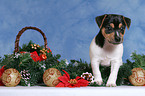 Jack Russell Terrier puppy in Christmas decoration