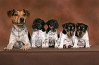 Jack Russell Terrier mother with puppies