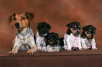 Jack Russell Terrier mother with puppies