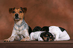 Jack Russell Terrier mother with puppies