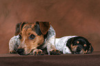 Jack Russell Terrier mother with puppy