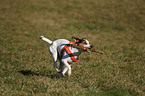 running Jack Russell Terrier