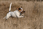 running Jack Russell Terrier