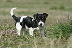 Jack Russell Terrier