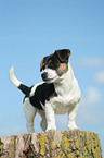 Jack Russell Terrier