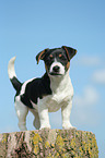 Jack Russell Terrier