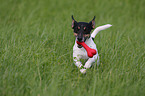 playing Jack Russell Terrier