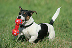 playing Jack Russell Terrier