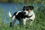 Jack Russell Terrier