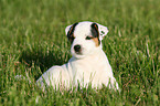 Jack Russell Terrier