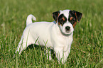 Jack Russell Terrier