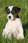 Jack Russell Terrier