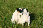 Jack Russell Terrier