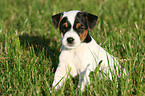 Jack Russell Terrier