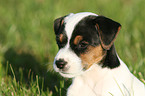 Jack Russell Terrier