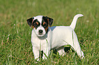 Jack Russell Terrier