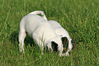 Jack Russell Terrier