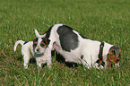 Jack Russell Terrier