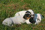 Jack Russell Terrier