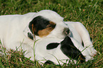 Jack Russell Terrier