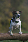 Jack Russell Terrier