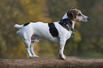 Jack Russell Terrier