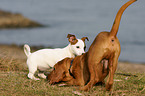 mongrel and jack russell terrier